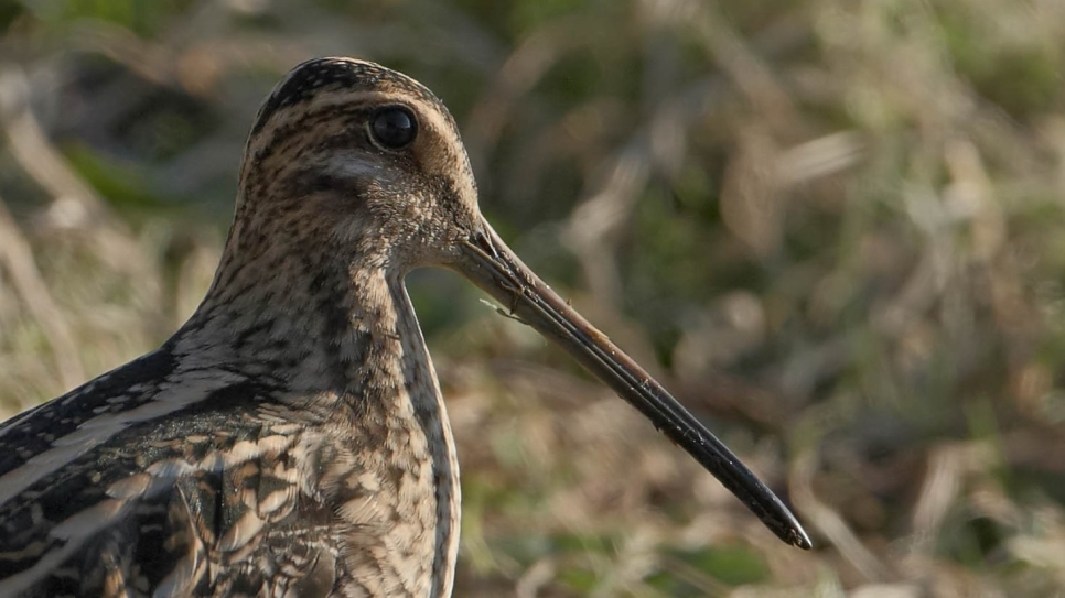 Greenshank, twite and snipe (Bird Race update 6)